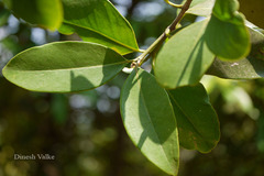 Memecylon talbotianum